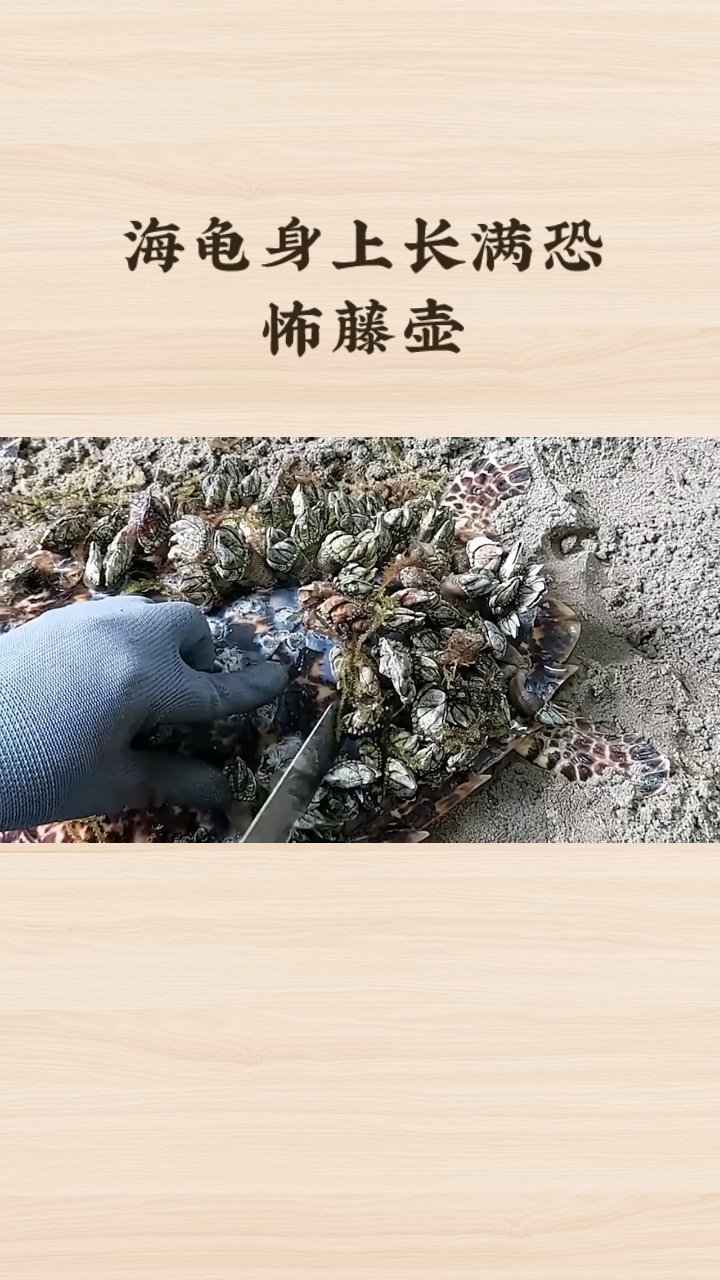 2025无创呼吸机行业发展机遇趋势与风险预测