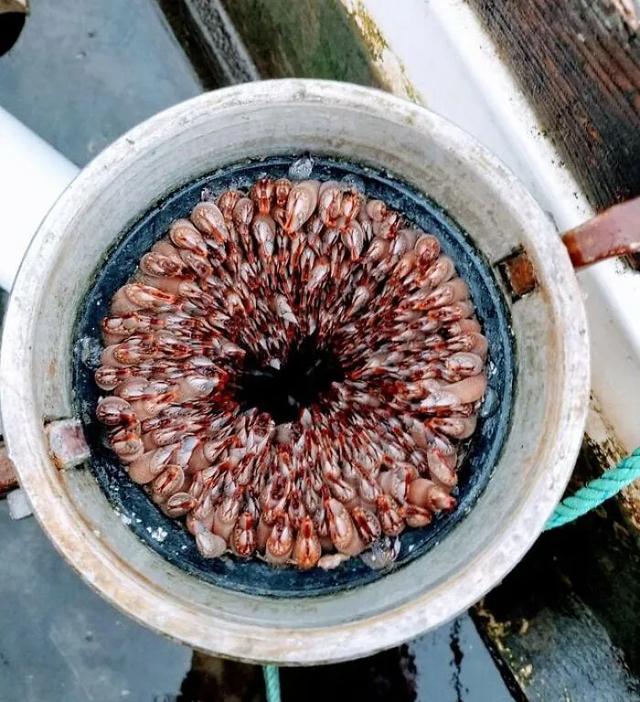 海洋污损生物藤壶的附着机理及防除 Adhesion mechanism and prevention of marine biofouling barnacle