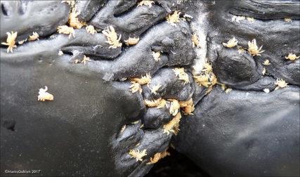 藤壶有多可怕？被吃货当成美食却能把鲸鱼、海龟折磨得不成样子