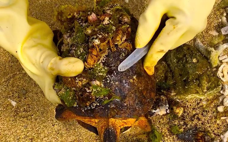 来自“地狱”的美味藤壶到底有多可怕？看看鲸鱼的下场就知道了