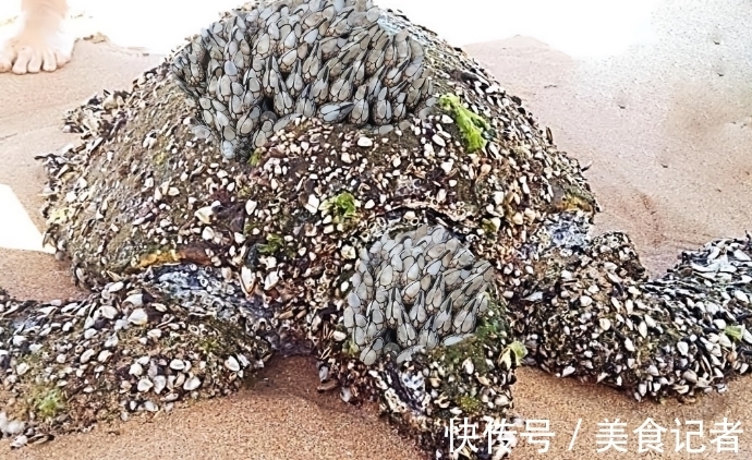 “寄生恶魔”藤壶有多可怕？被人类当成美味却把鲸鱼折磨到疯