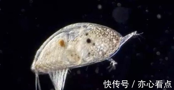 海中流氓藤壶有多可怕？鲸鱼的隐私部位都被寄生会影响交配吗？