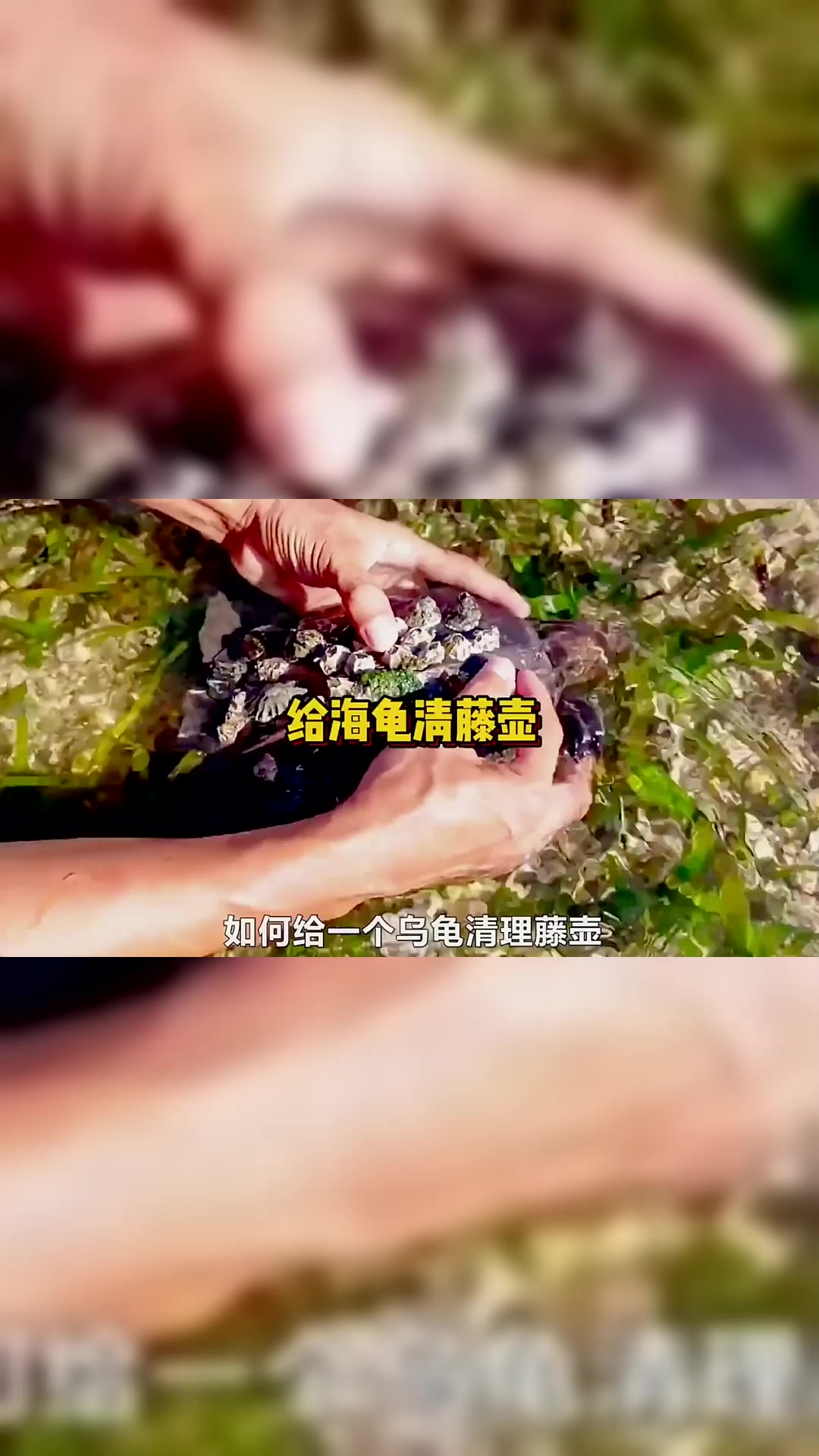 铲除“藤壶”这类的寄生虫