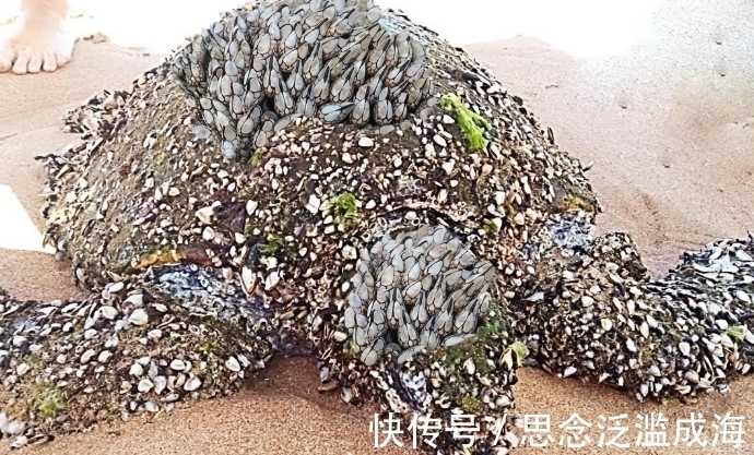 来自地狱的美食藤壶有多可怕？看看鲸鱼被折磨的样子就明白了