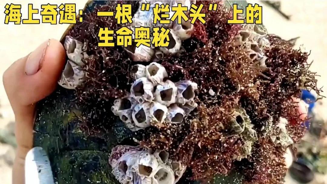 生物猎奇——藤壶和大红水母