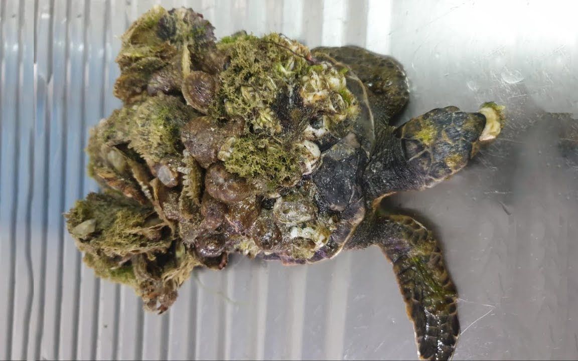 藤壶藤壶科藤壶属的节肢动物 形似马的牙齿又称“马牙”。藤壶广泛地分布于我国沿海不同的水域。凡有硬物的表面均可被其附着甚至在鲸鱼、海龟等生物体的体表也会发现其附着的踪迹。全身无毒可以食用肉质细嫩、味道鲜甜素