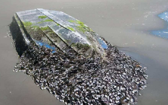 海洋生物介绍藤壶介绍
