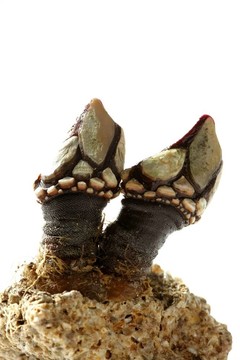 广州蒲公英1-0武汉三镇B队 杨悠仙点射制胜