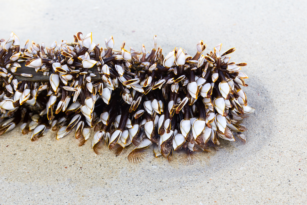 “1+4+N”孵化企业智真海洋科技（威海）打破行业难点 船舶水下清洗机器人实现批量生产