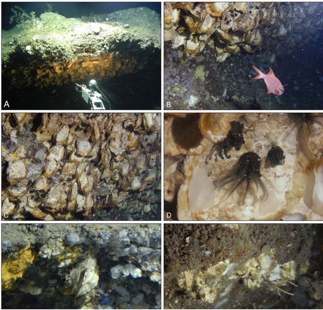 “下半身”失踪的无茎海百合也能“扎根”海底(上)(图1)