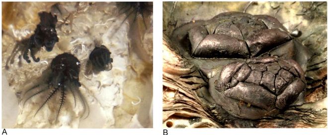“下半身”失踪的无茎海百合也能“扎根”海底(上)(图2)