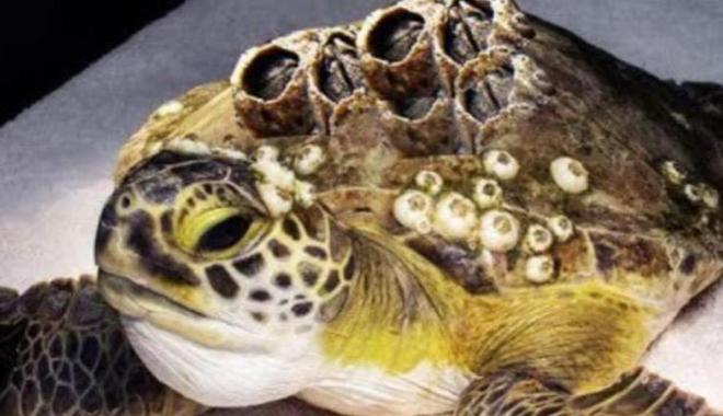 “海中流氓”有多缺德?鲸鱼隐私部位都被寄生会影响它们交配吗(图9)