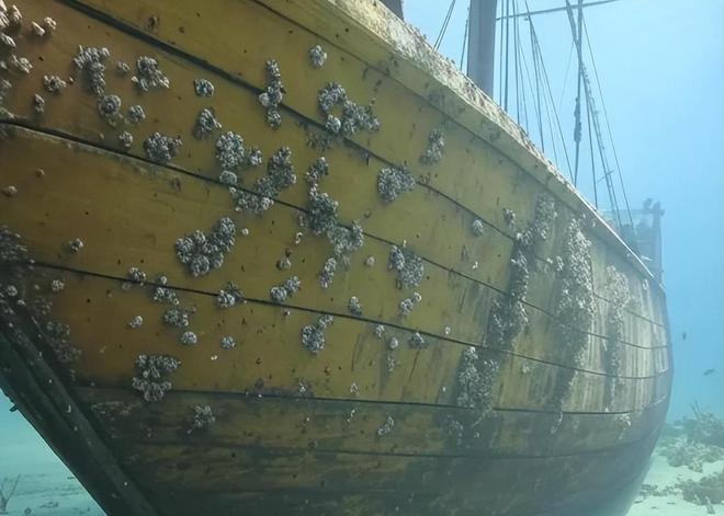 “海中流氓”有多缺德?鲸鱼隐私部位都被寄生会影响它们交配吗(图11)