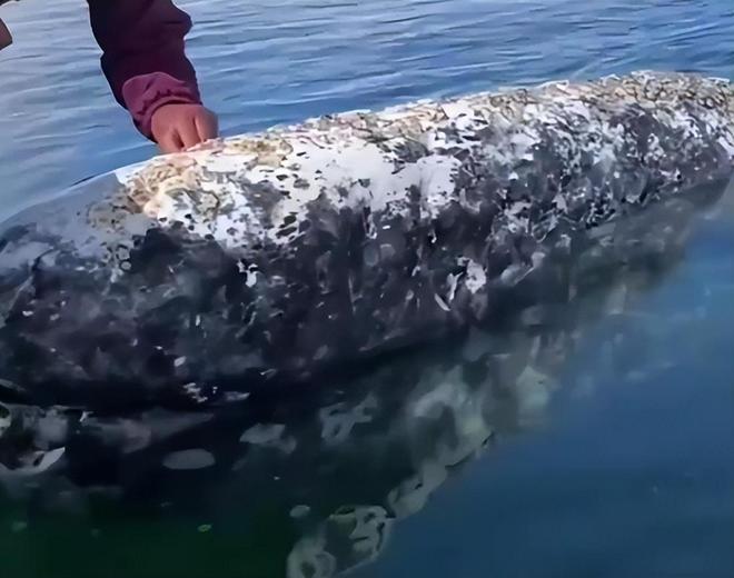 “海中流氓”有多缺德?鲸鱼隐私部位都被寄生会影响它们交配吗(图10)