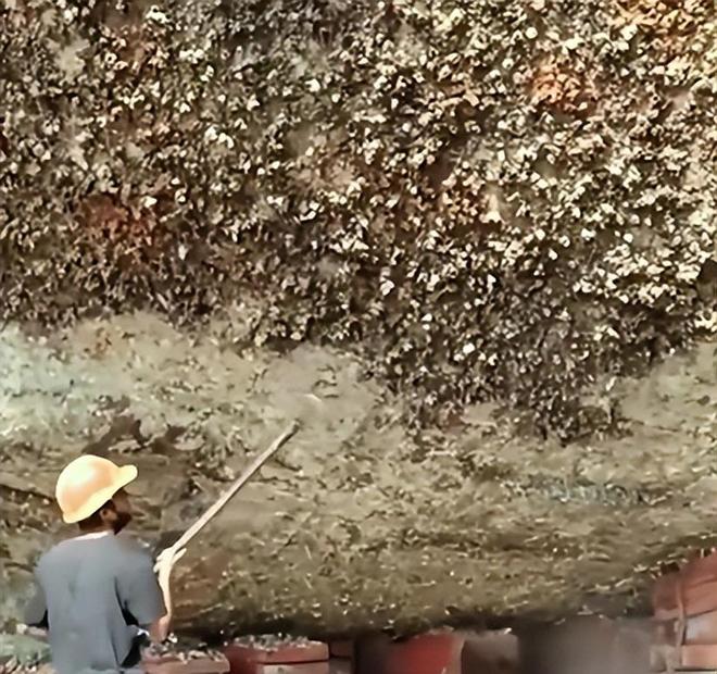 “海中流氓”有多缺德?鲸鱼隐私部位都被寄生会影响它们交配吗(图13)