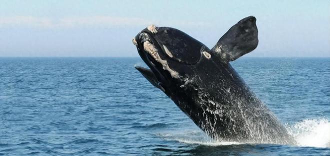 “海中流氓”有多缺德?鲸鱼隐私部位都被寄生会影响它们交配吗(图1)