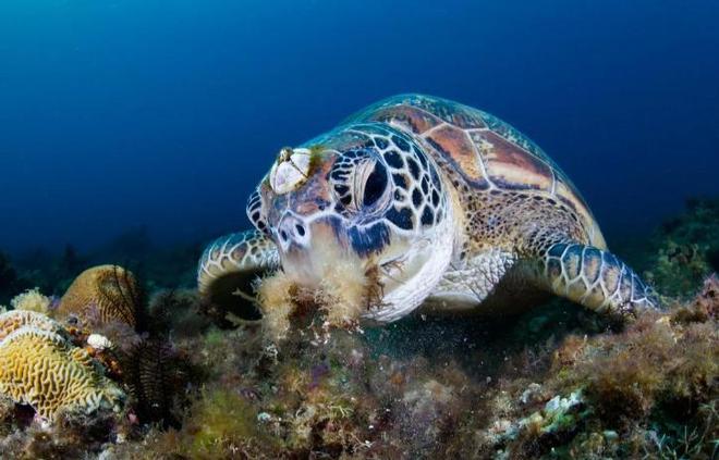 “海中流氓”有多缺德?鲸鱼隐私部位都被寄生会影响它们交配吗(图3)