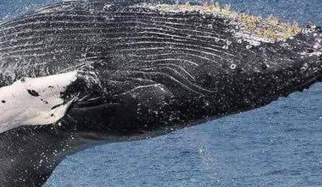 “海中流氓”有多缺德?鲸鱼隐私部位都被寄生会影响它们交配吗(图2)