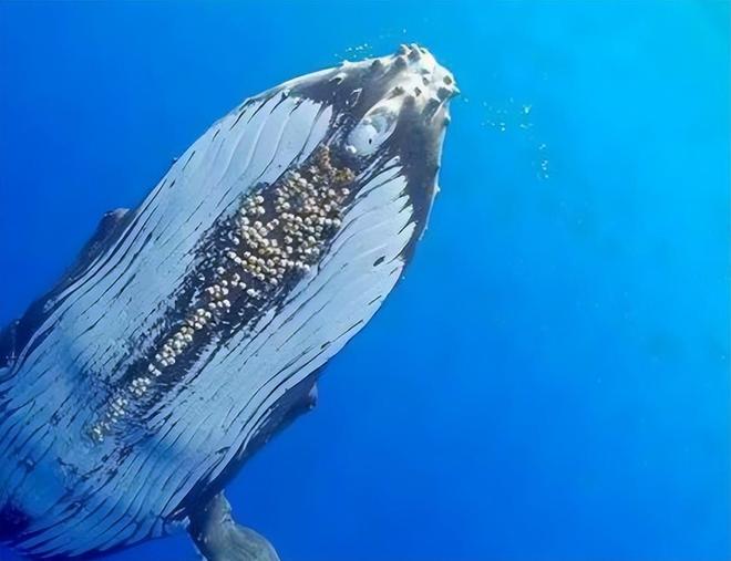 “海中流氓”有多缺德?鲸鱼隐私部位都被寄生会影响它们交配吗(图4)