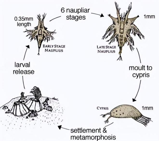 “海中流氓”有多缺德?鲸鱼隐私部位都被寄生会影响它们交配吗(图5)