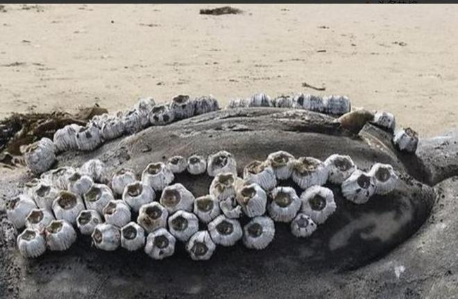 “海中流氓”有多缺德?鲸鱼隐私部位都被寄生会影响它们交配吗(图6)
