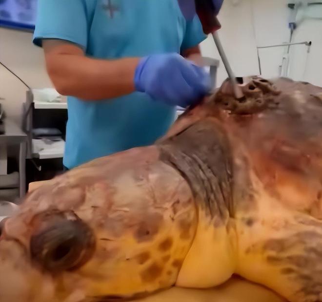 “海中流氓”有多缺德?鲸鱼隐私部位都被寄生会影响它们交配吗(图7)