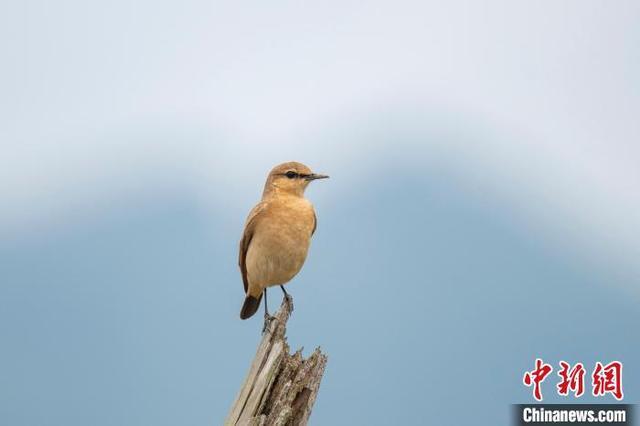 沙䳭现身福州 刷新福建鸟类记录(图2)