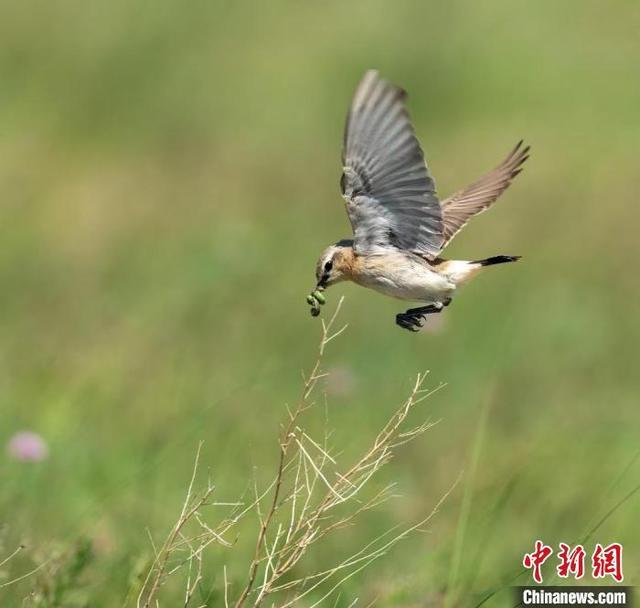 沙䳭现身福州 刷新福建鸟类记录(图3)