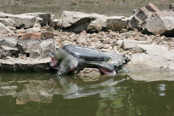 十万悬赏下斑鳖的物种黄昏(图1)