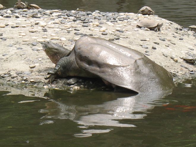 十万悬赏下斑鳖的物种黄昏(图2)
