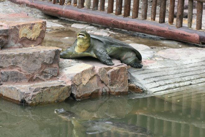 十万悬赏下斑鳖的物种黄昏(图3)