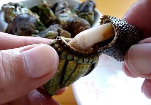 藤壶堪称绝世美味