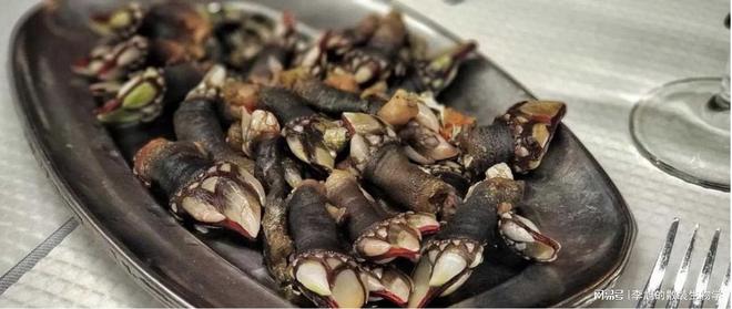 疯狂刷副本的海洋“魔鬼”——藤壶(图1)