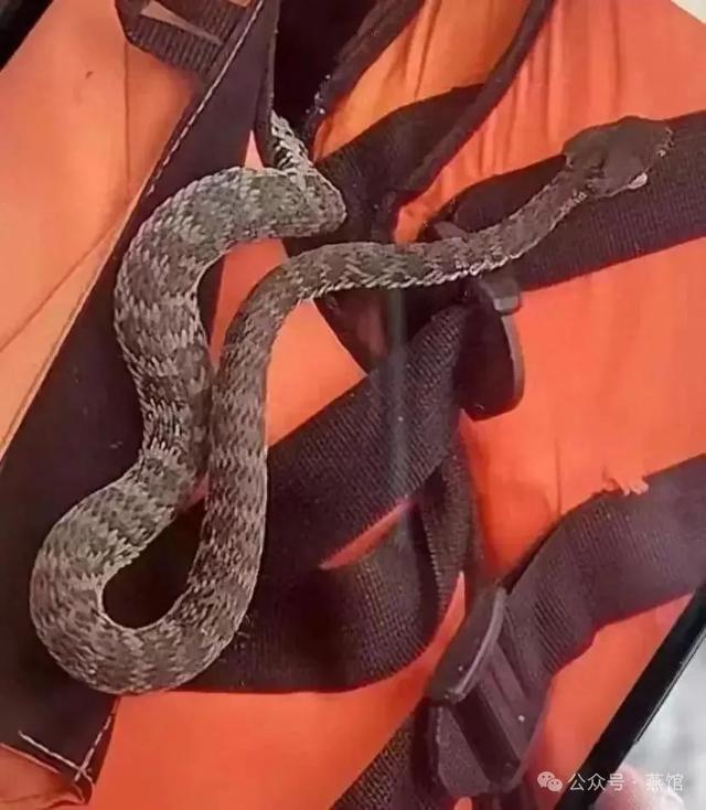 三亚毒蛇咬人事件那些忽视的真相!(图3)