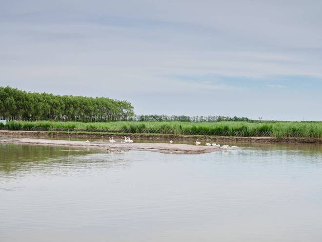 锦州东方华城湿地公园环境优美水鸟争鸣是休闲散心的好去处(图1)