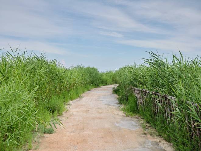锦州东方华城湿地公园环境优美水鸟争鸣是休闲散心的好去处(图2)