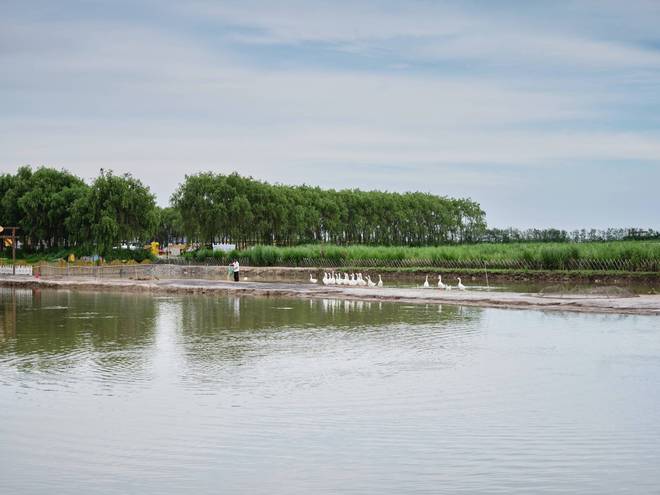 锦州东方华城湿地公园环境优美水鸟争鸣是休闲散心的好去处(图8)