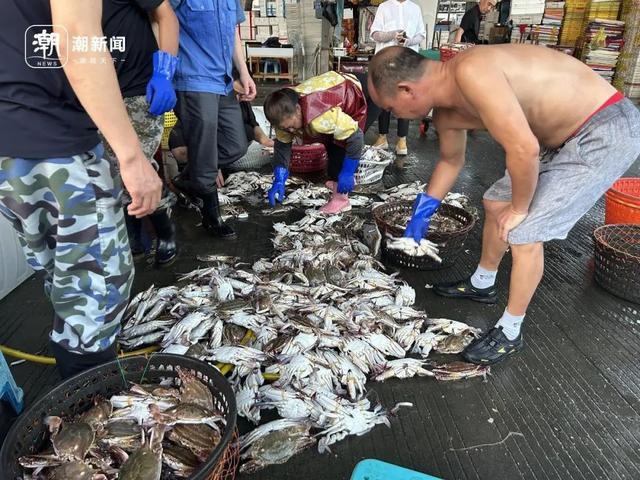 价格大跳水很多人爱吃!相关部门预计:梭子蟹价格可能还会再跌(图1)