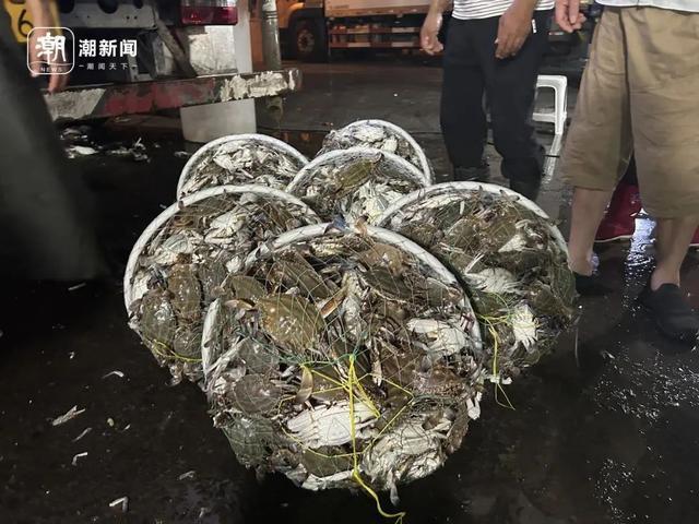 价格大跳水很多人爱吃!相关部门预计:梭子蟹价格可能还会再跌(图2)