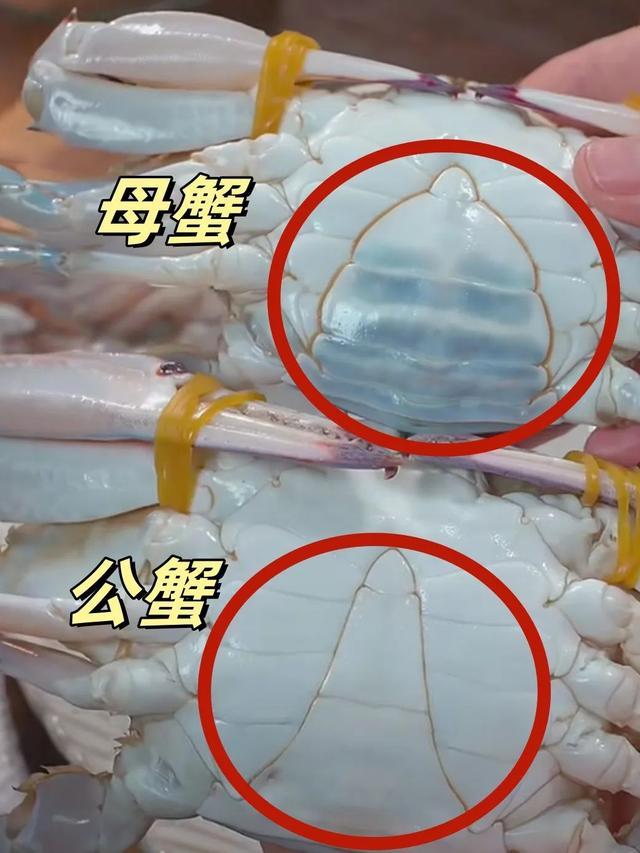 价格大跳水很多人爱吃!相关部门预计:梭子蟹价格可能还会再跌(图4)