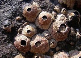 走!到海口赶海寻鲜解锁文旅新玩法新体验(图1) 走!到海口赶海寻鲜解锁文旅新玩法新体验