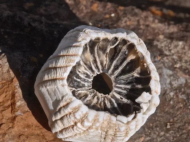 回顾藤壶:到底有多可怕?看看鲸和海龟被折磨的样子就懂了(图2)