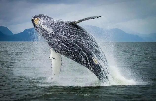 回顾藤壶:到底有多可怕?看看鲸和海龟被折磨的样子就懂了(图6)