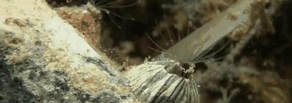 回顾藤壶:到底有多可怕?看看鲸和海龟被折磨的样子就懂了(图5)