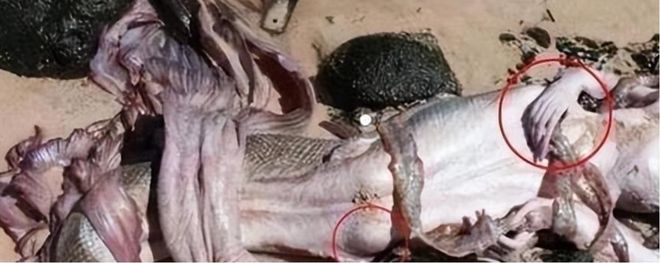 南海出现“鲛人”多次?渔民看见人身鱼尾生物山海经中有记载(图1)