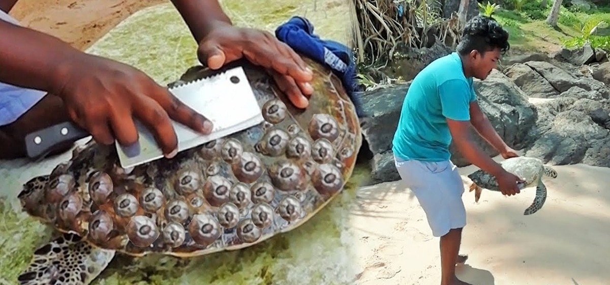 藤壶都长在哪个动物身上(图1) 藤壶都长在哪个动物身上