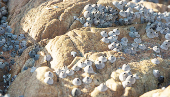 藤壶会长了人身上吗(图2)