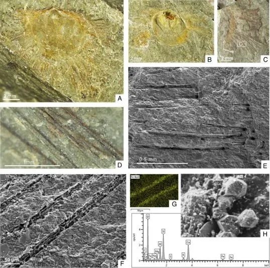 436亿年前的远古生物 用刚毛保持“社交距离”(图3)