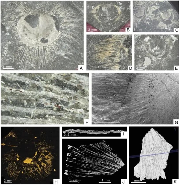 436亿年前的远古生物 用刚毛保持“社交距离”(图5)