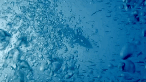 一个女孩成为洞穴潜水员并与沙虎鲨同游的一年(图1)